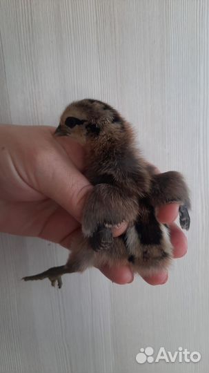 Яйцо, цыплята от несушки с цветным яйцом