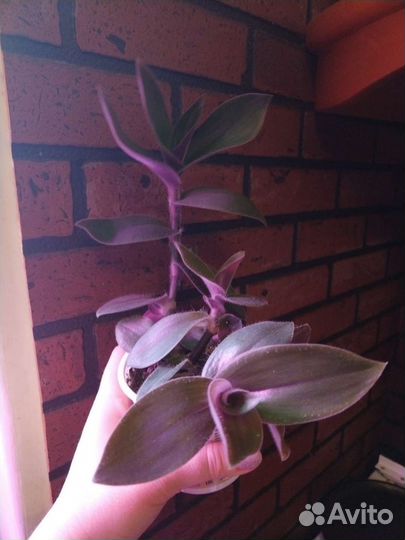 Традесканция