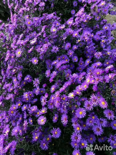 Растения для сада