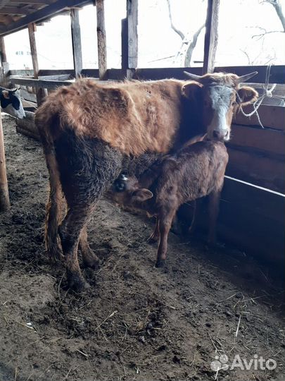 Корова с телёнком