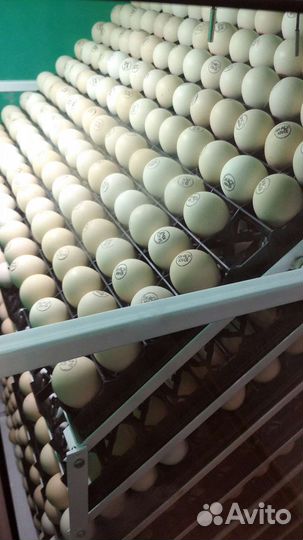 Цыплята броллера. Кобб 500 Росс 308