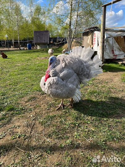 Индюшки индюки аспидные голубые