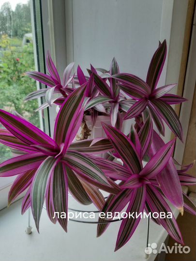 Комнатные растения