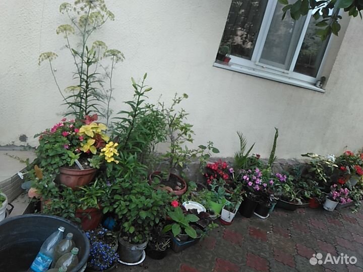 Комнатные растения