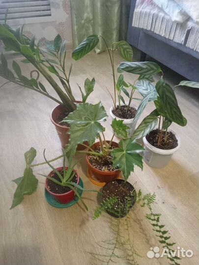 Продам цветы комнатные