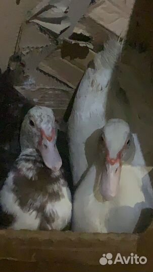 Перепела индоудки