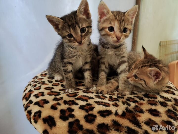 Котята 1,5 месяца