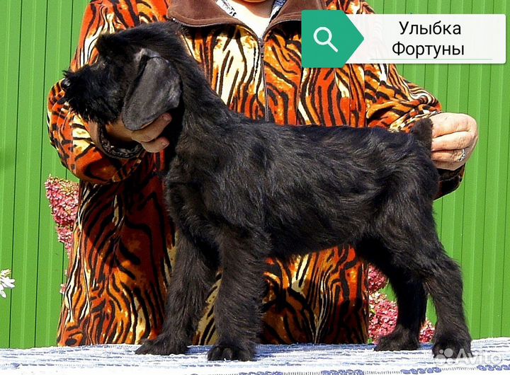 Щенки ризеншнауцера