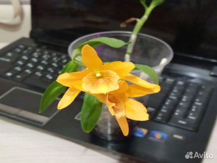 Дендробиум