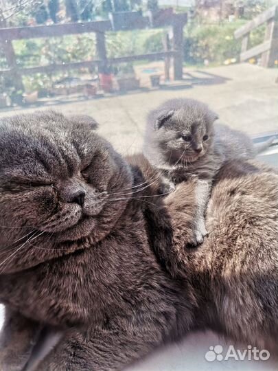 Шотландские котята