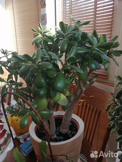 Комнатные растения цветы