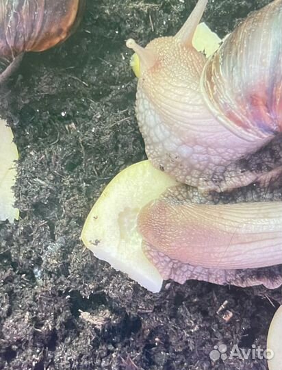 Улитки ахатины