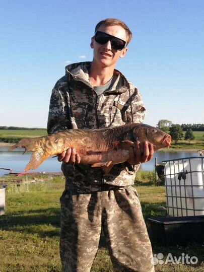 Живая рыба карп