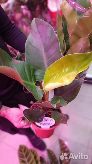 Филодендроны