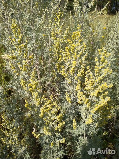 Полынь горькая