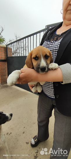 Щенок немного бигль) в добрые руки бесплатно