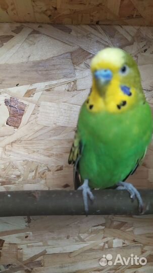 Волнистые попугаи с клеткой