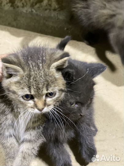 Котята в дар