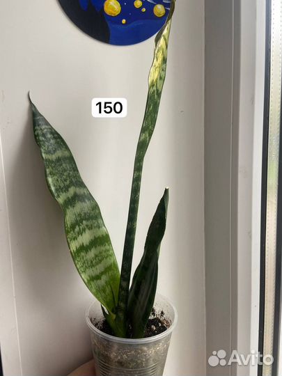 Сансевиерия. Щучий хвост. Тёщин язык