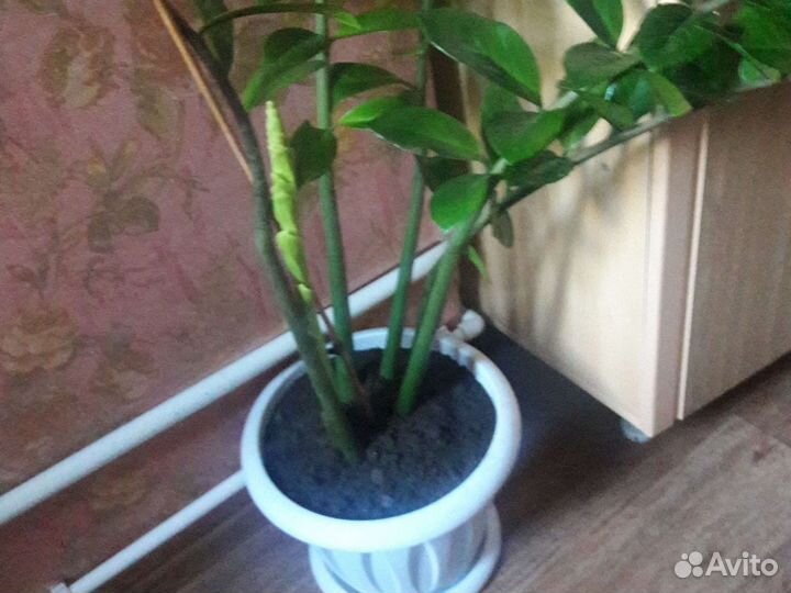 Замиокулькас1100, китайская роза 200