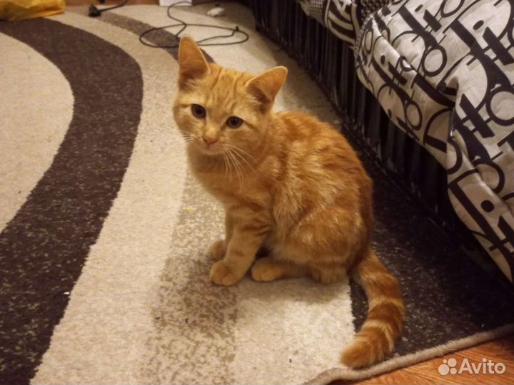 Котёнок в добрые руки