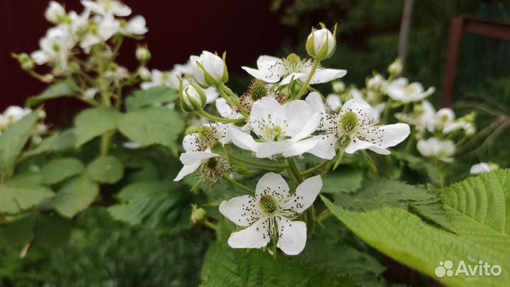 Саженцы малины, саженцы степной вишни