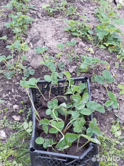 Рассада ремонтантной клубники