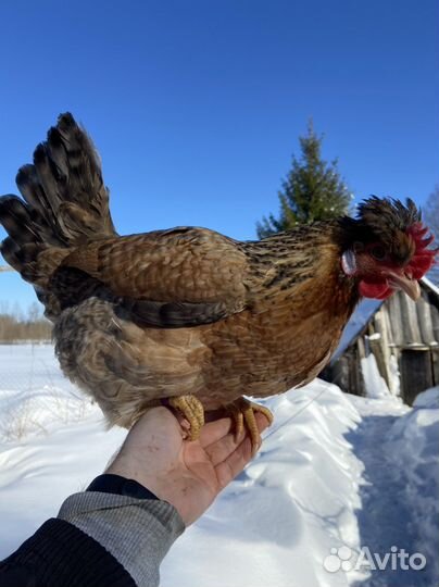 Инкубационное яйцо Легбар