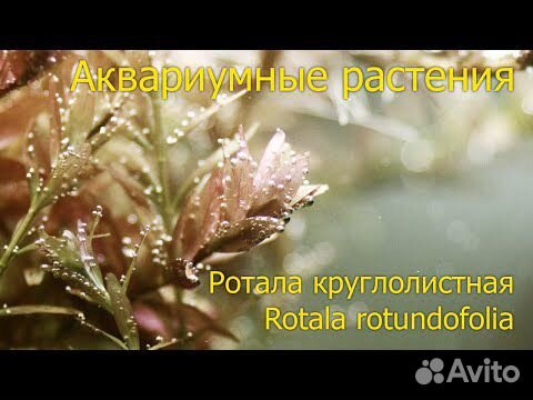 Растения аквариумные