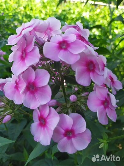 Флоксы сортовые, а так же сеянцы