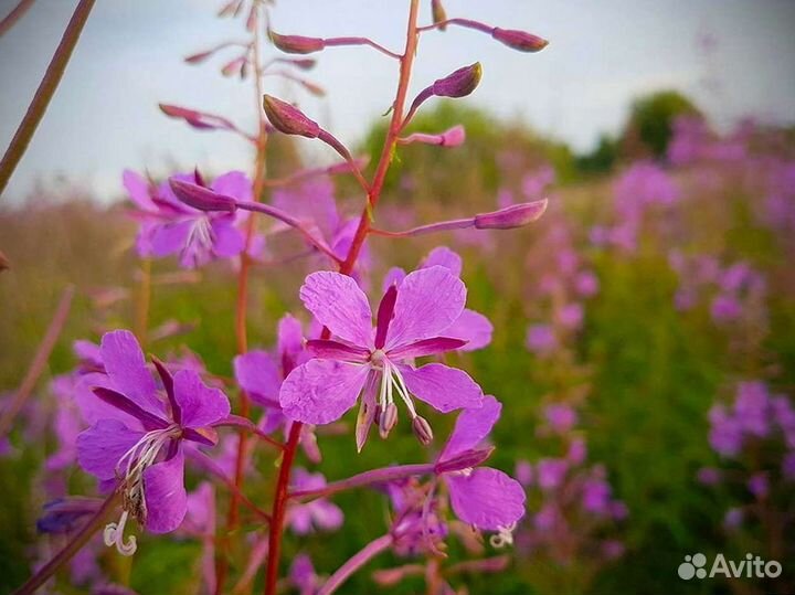 Иван чай один кило, кипрей, отточенная ферментация