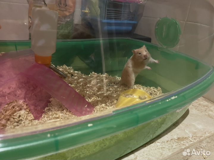 Хомяк с клеткой