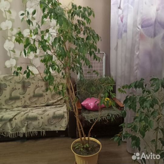 Фикус бенджамина 2м