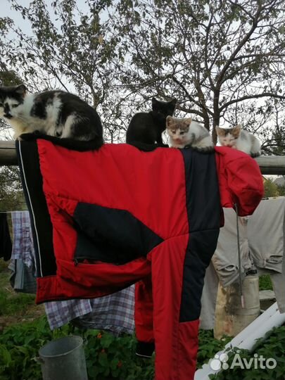 Кошки в добрые руки бесплатно