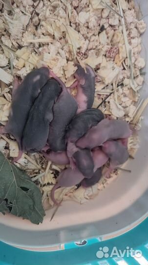 Кормовые крысы, крысы на корм, кормовые грызуны