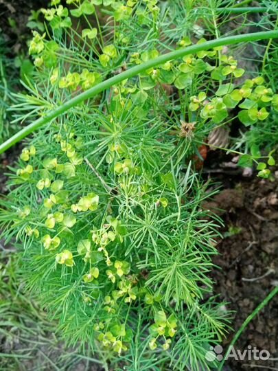 Садовые цветы и кустарники, рябинник