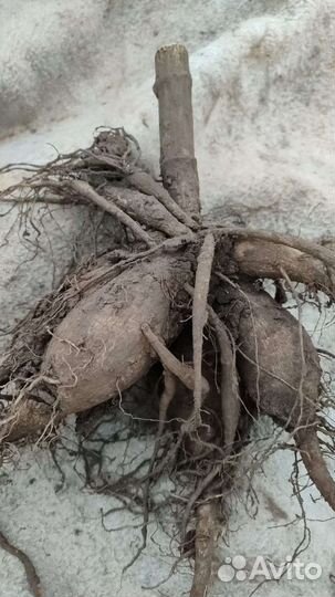 Георгины клубни сорт Эвелин