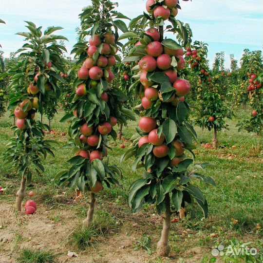 Колоновидная яблоня саженцы