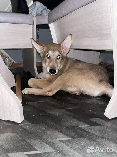 Собака в добрые руки щенок