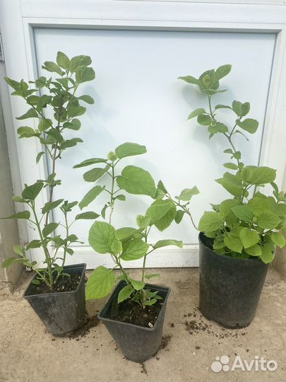 Гортензия Анабель