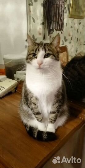 Кошка в добрые руки