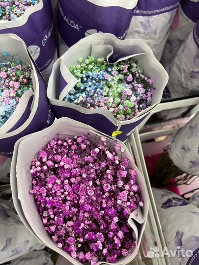 Гивсофила оптом