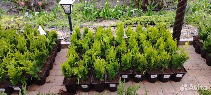 Кипарисовики Туя