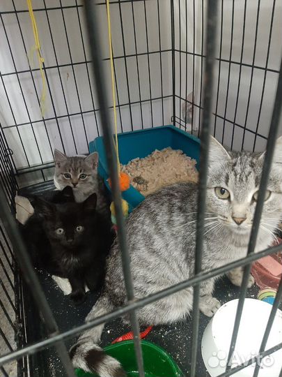 Котята в добрые руки