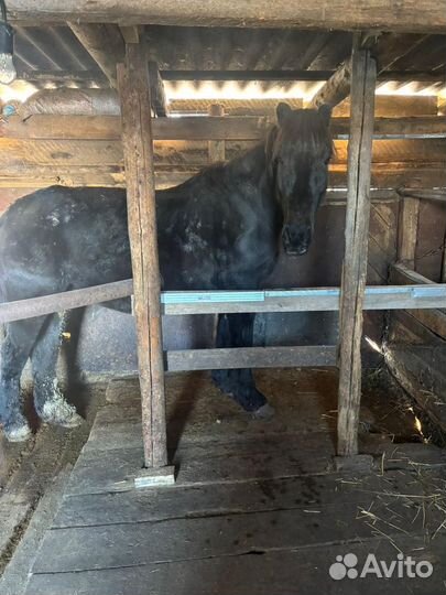 Продам лошадь