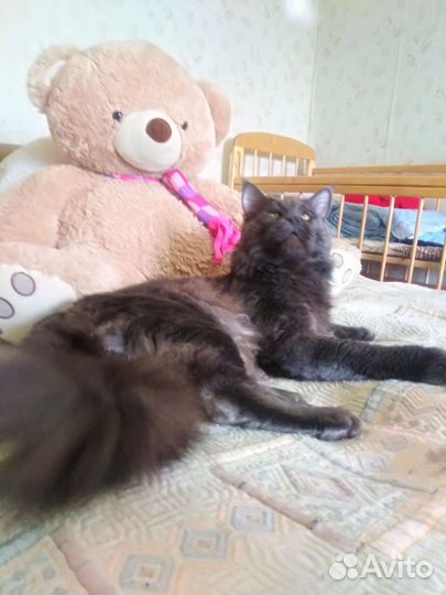 Мейн-кун вязка