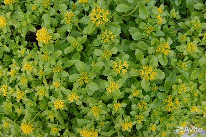 Почвопокровные растения