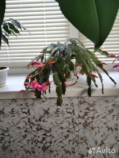 Декабрист шлюмбергера