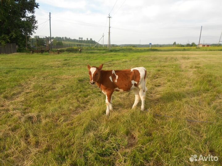 Бычок и телка