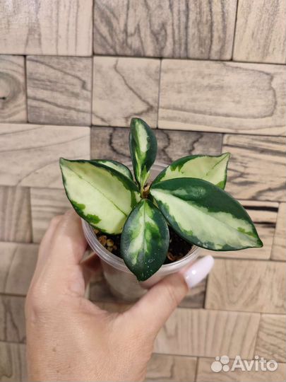 Хойя карноза триколор